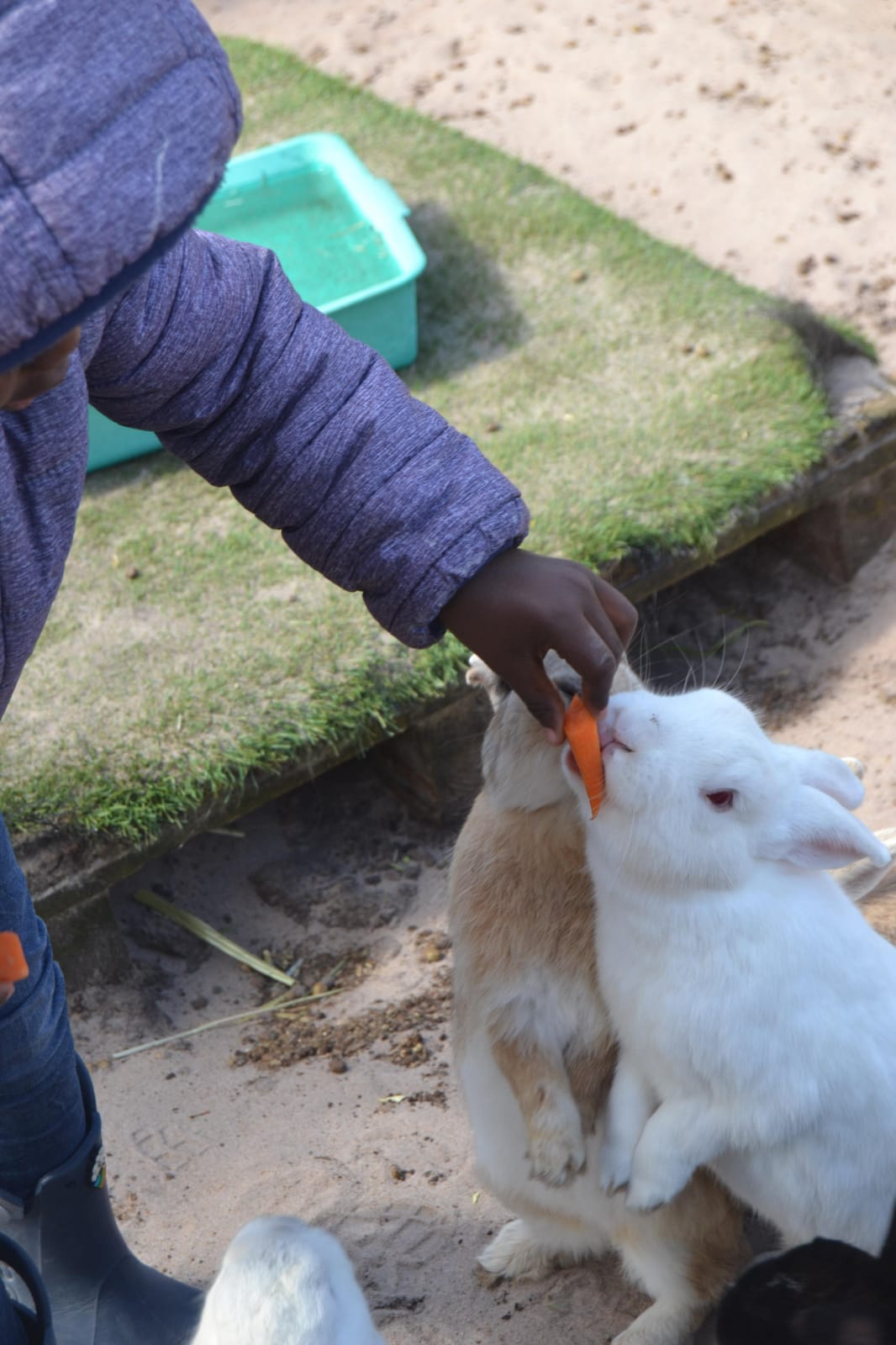 Child offering a carrot to rabbits