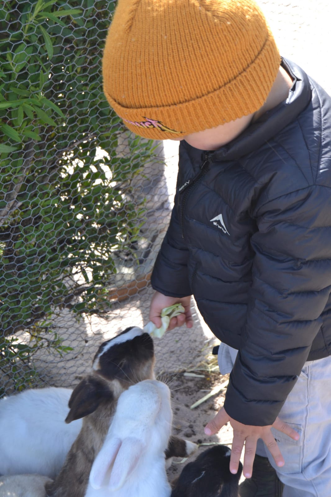 Child in an orange beanie feeding rabbits
