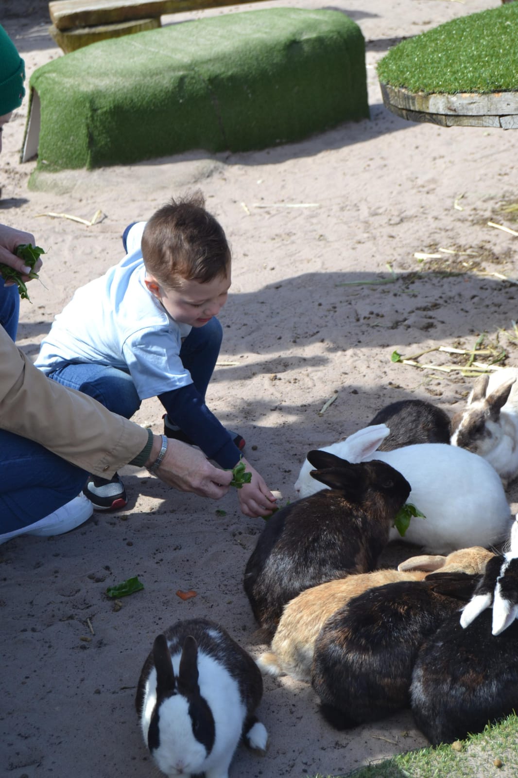Small child crouching to feed a group of rabbits
