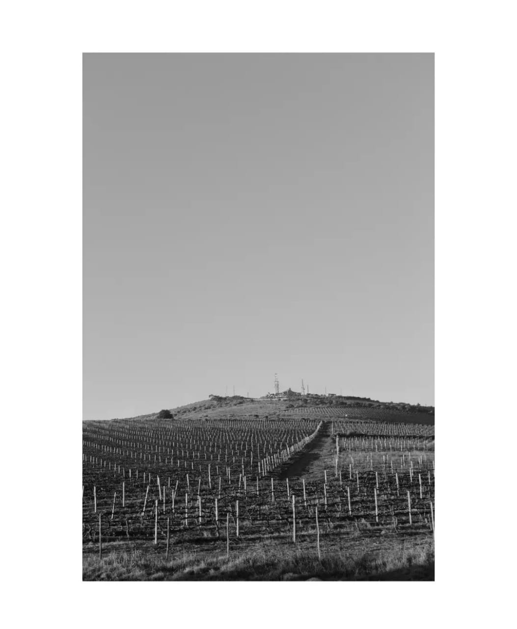 Black and white vineyard rows leading toward a hill