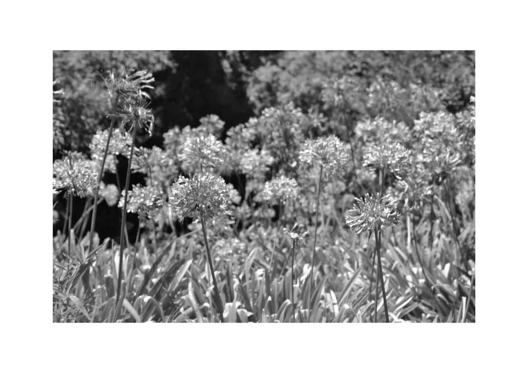 Black and white agapanthus flowers